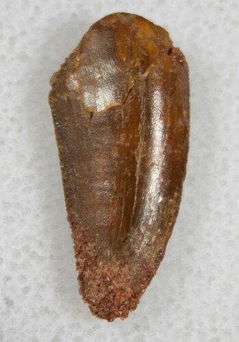 Bargain Raptor Tooth From Morocco - #13681